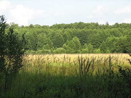 Puszcza Biaowieska